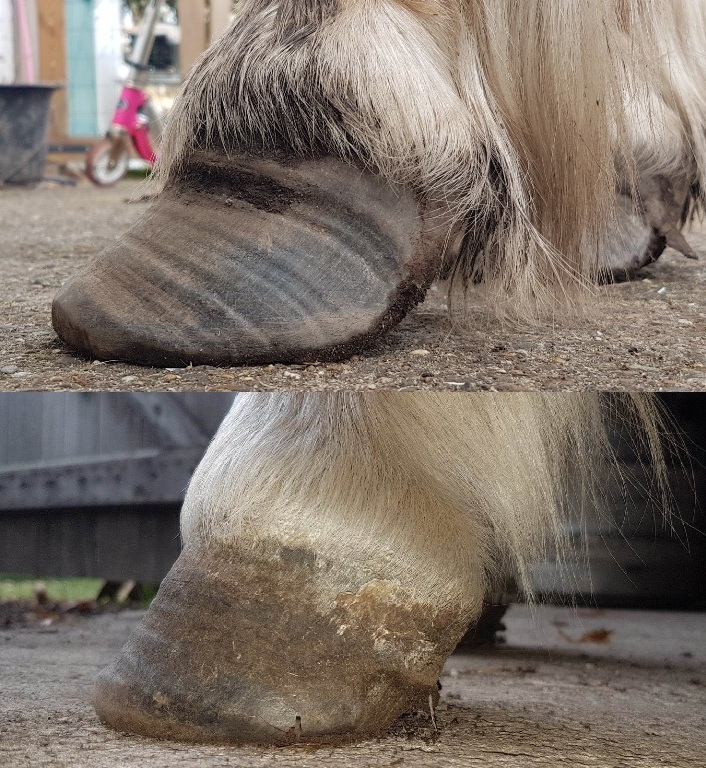 cheval poney fourbure fourbu guérison avant après