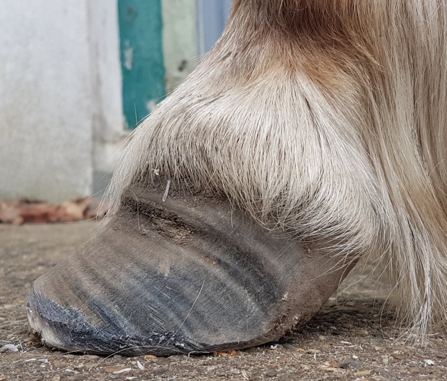 You are currently viewing Pourquoi les talons semblent pousser plus vite chez un cheval fourbu