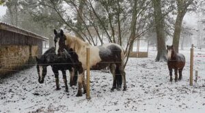 Lire la suite à propos de l’article La fourbure d’hiver