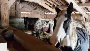 Lire la suite à propos de l’article Dois-je couvrir mon cheval en hiver ?