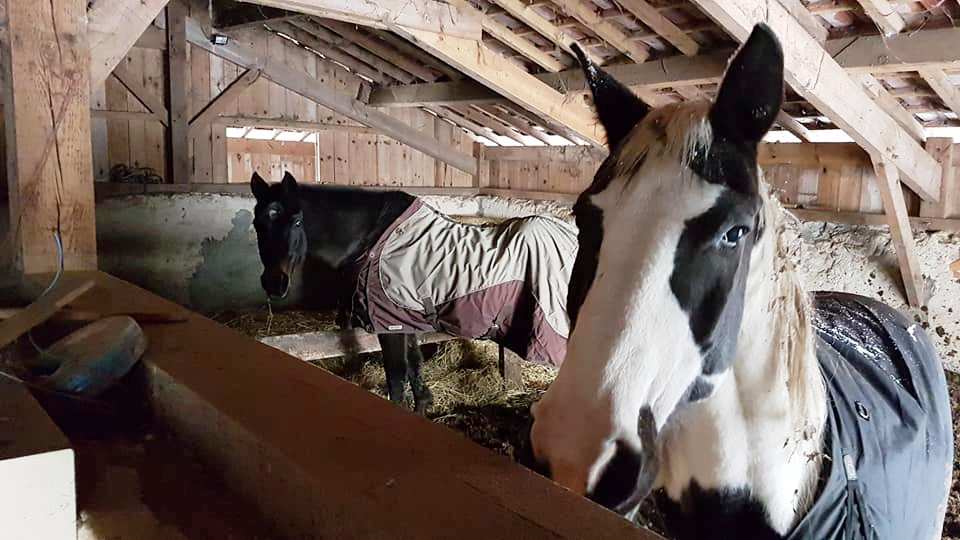 You are currently viewing Dois-je couvrir mon cheval en hiver ?