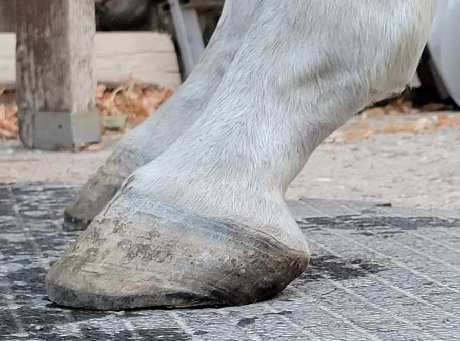 Tant que le parage est maintenu à 3 semaines, le pied conserve un profil idéal